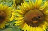 Sonnenblumen 